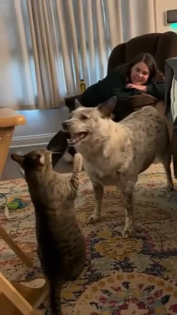 Dog Push Cat Funny Meme Template Download