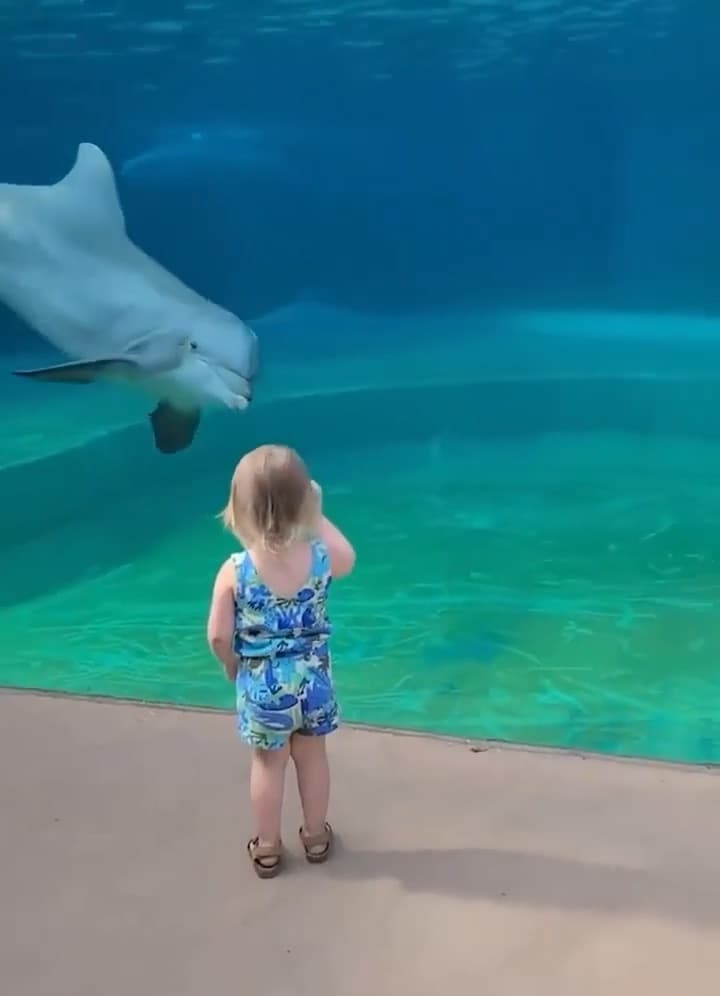 Dolphin And Kid Cute Meme Template Download