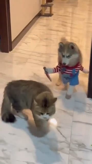 Funny Dog In Costume With Knife Meme Video Download