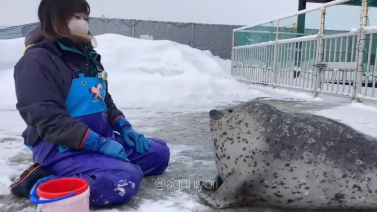 Funny Seal Playing With Girl Meme Template Download