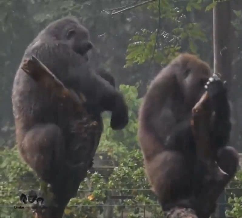 Male Gorilla Trying To Convince His Wife Free Meme Video Download