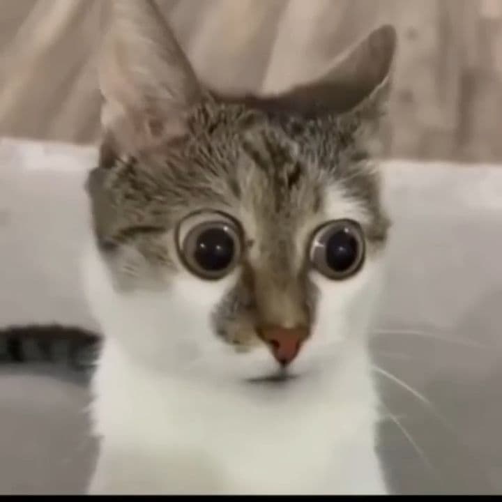 Terrified Cat Meme Video Template Download